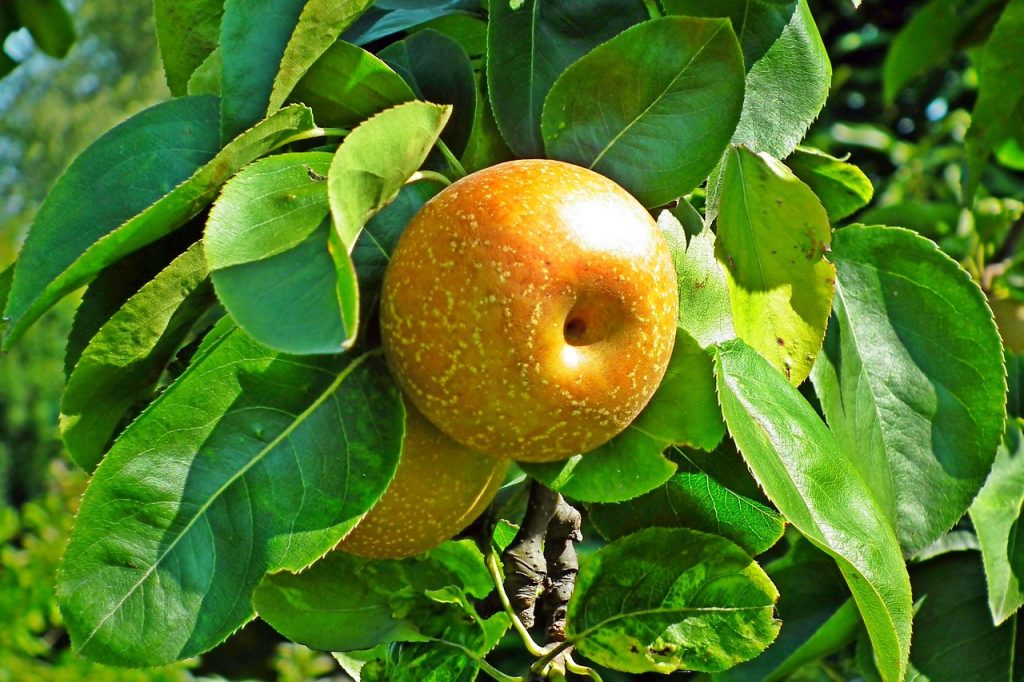 梨